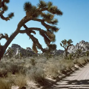 Desert road, Joshua Tree National Monument
