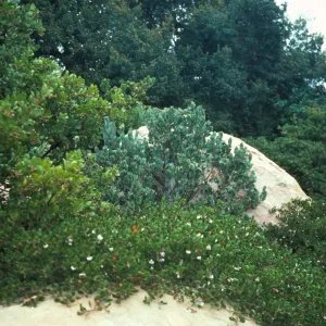 Manzanitas