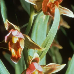 Epipactus gigantea