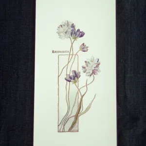 Brodiaea artwork