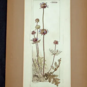 Chia artwork, original watercolor drawing by Elizabeth Hallowell Saunders, plate 38