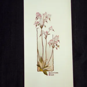 Shooting Star artwork, original watercolor drawing by Elizabeth Hallowell Saunders
