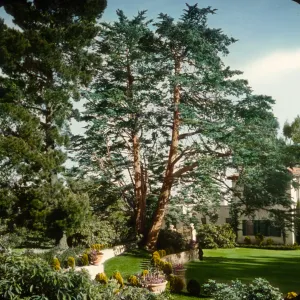 Santa Barbara Gardens of the Past - Far Afield