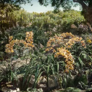 Santa Barbara Gardens of the Past - Dickenson Garden