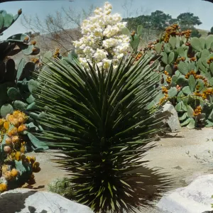Santa Barbara Gardens of the Past - Santa Barbara Botanic Garden (Prickly-pear)