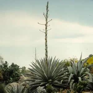 Santa Barbara Gardens of the Past - Santa Barbara Botanic Garden (American Century Plant)