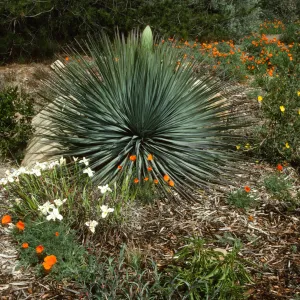 Yucca and Iris