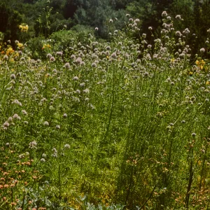 Gilia capitata in flower in the Meadow