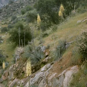 Yucca whipplei, Marble Fork of Kaweah River