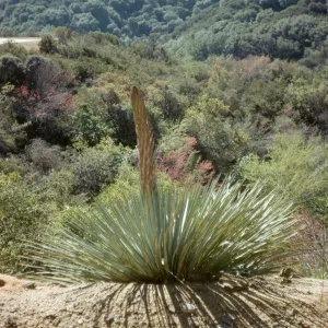 Yucca whipplei, Tulare County