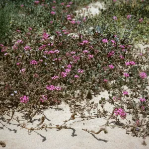 Abronia, Oso Flaco