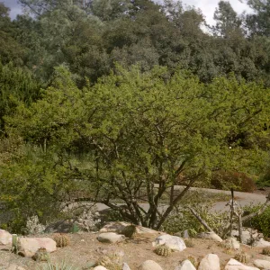 Acacia farnesiana