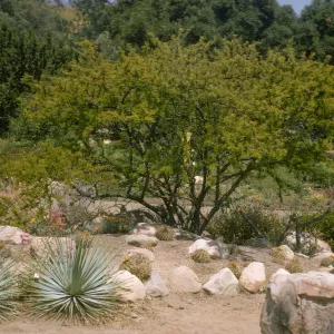 Acacia farnesiana