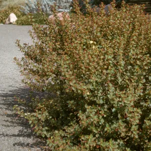 Acalypha californica