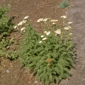 Achillea borealis ssp. californica