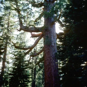 Sequoiadendron