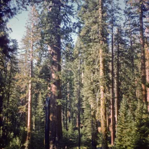 Giant sequoias