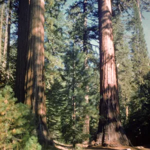 Giant sequoias
