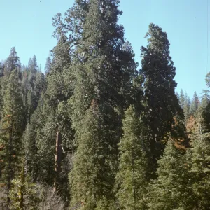 Camp Nelson, Sequoia
