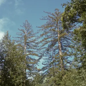 Sequoia sempervirens