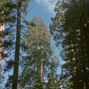 Sequoia, rounded top