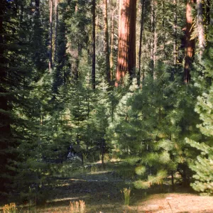 Giant sequoia