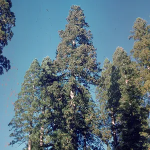 Big Tree Grant Group