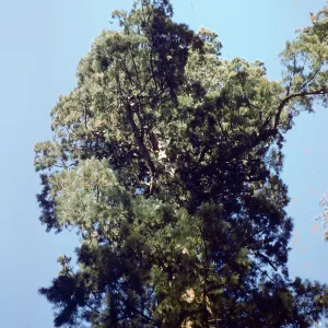 Giant sequoia