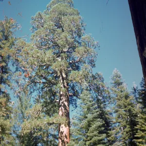 Giant sequoia