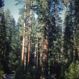Giant sequoia