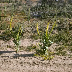 Caulanthus inflatus, Mojave, Desert Candle