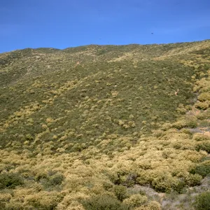 Ceanothus crassifolius, Sespe