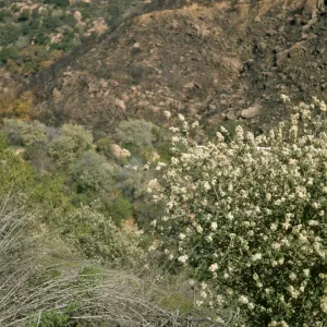 Ceanothus megacarpus