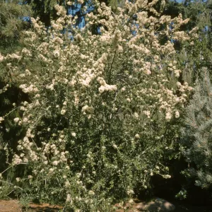Ceanothus megacarpus var. pendula