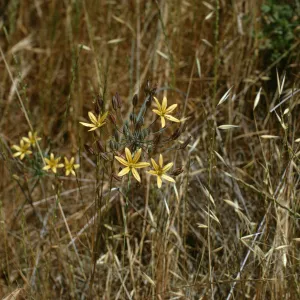 Bloomeria crocea, Rattlesnake Canyon