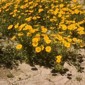 Coreopsis