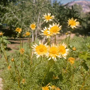 Coreopsis maritima