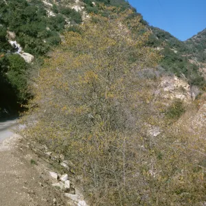 Alnus rhombifolia, Sespe