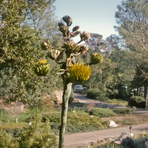 Agave shawii