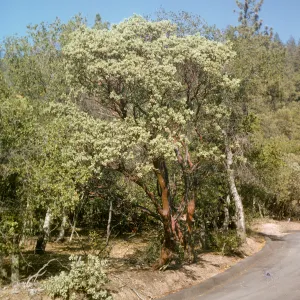 Arbutus menziesii
