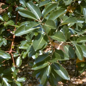 Arbutus menziesii