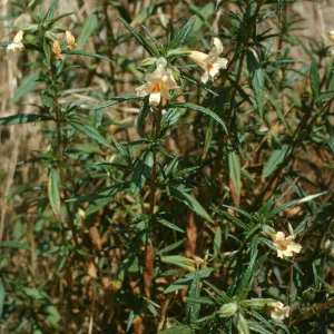 Diplacus longiflorus