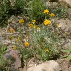 Erysimum insulare