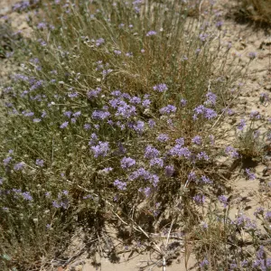 Eriastrum, Sespe