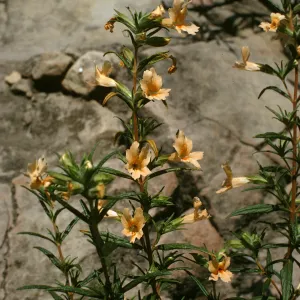 Mimulus longiflorus, Rattlesnake Canyon