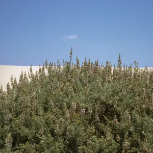 Lupinus albifrons, Oso Flaco