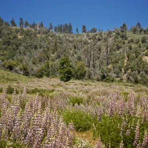 Lupinus albifrons