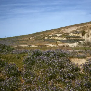 Lupine near Morro Bay