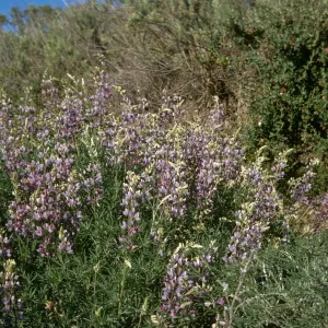 Lupine, Malibu Canyon