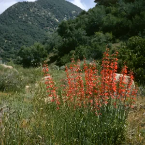 Penstemon centranthifolius, Sespe